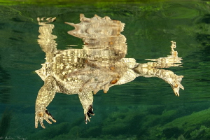toad reflection by Mathieu Foulquié 